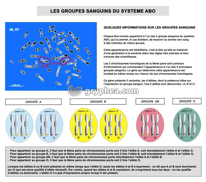 Les groupes sanguins du système ABO - explications - gryphea.com